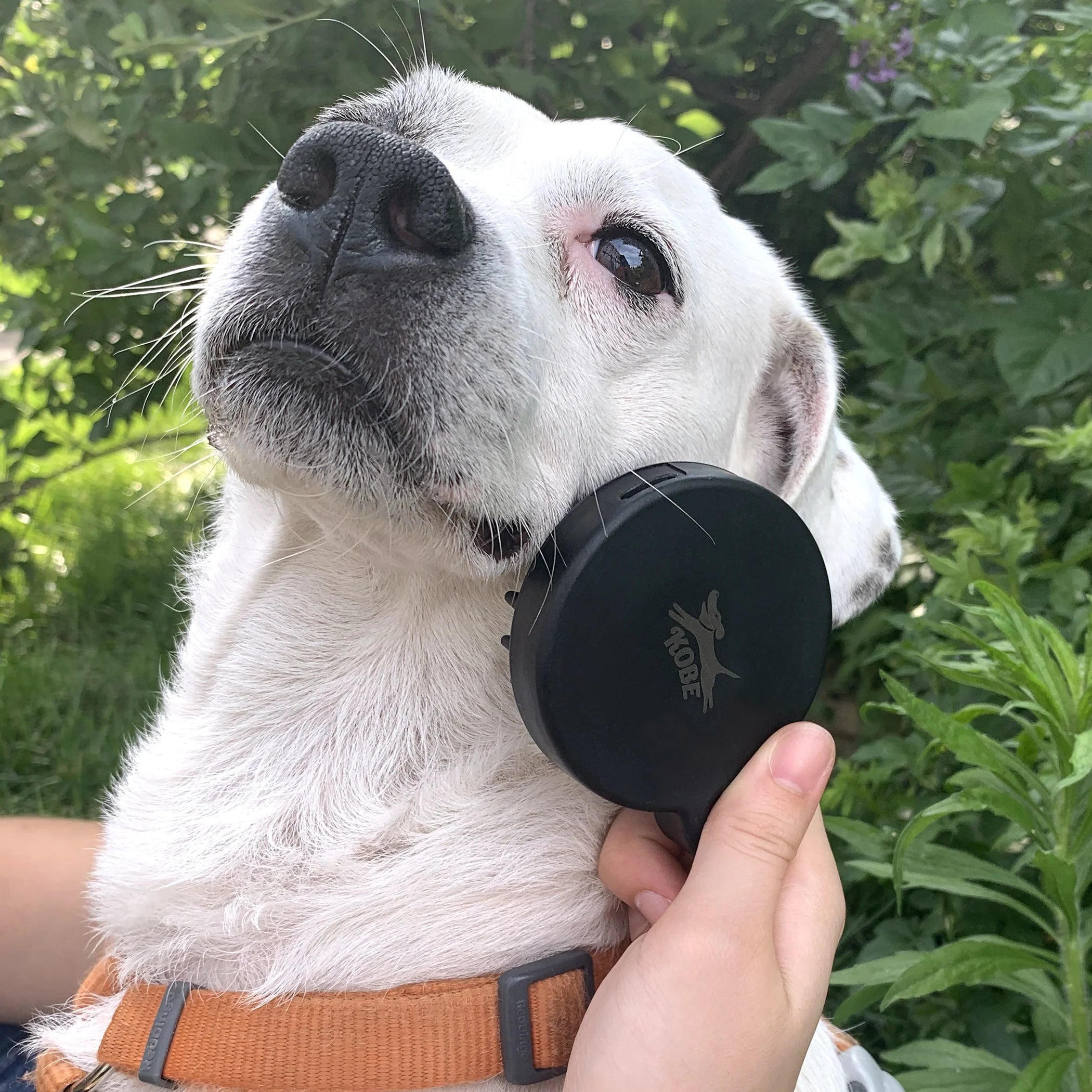 KIT Kikkerland Kit spa para perros Kobe